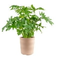 thumbnail image 1 of Costa Farms 10" Philodendron Tropical Plant in Decorative Pot, 1 of 9