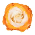 thumbnail image 2 of Member's Mark Illusion Roses, choose color and stem count:- 100, Orange, 2 of 8