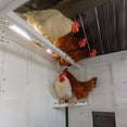 thumbnail image 7 of Backyard Discovery Sweetwater Cedar Wooden Chicken Coop with Run, Nesting Box, and Automatic Door, 7 of 18