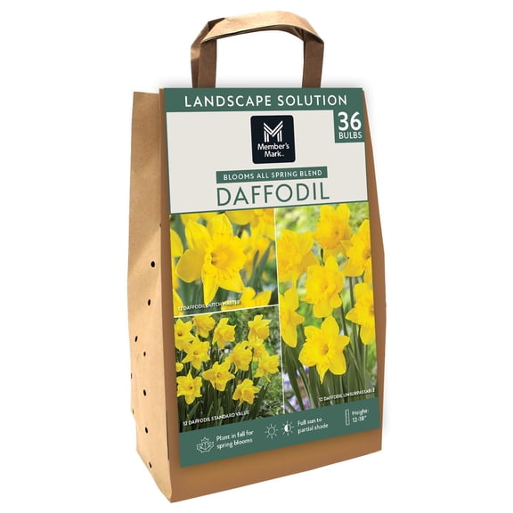 Member's Mark Daffodil Blooms All Spring Blend Dormant Bulbs, 36pk