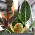 thumbnail image 2 of 5" Ficus Foliage in Grower Pot, 6 Pack, 2 of 5