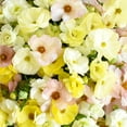 thumbnail image 3 of Member's Mark Butterfly Ranunculus, choose stem count, 3 of 3