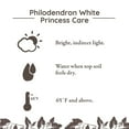 thumbnail image 4 of Live 5" White Princess Philodendron in Ceramic Pot, 4 of 5
