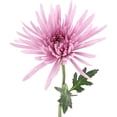 thumbnail image 4 of Member's Mark Spider Mums, choose color and stem count, 4 of 7