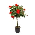 thumbnail image 1 of Costa Farms Live 10" Tropical Hibiscus Braided Standard, 1 of 2