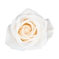 thumbnail image 2 of Member's Mark Roses, choose color and stem count, 2 of 8