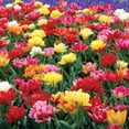 thumbnail image 3 of Member's Mark Tulip Double Early Blend Dormant Bulbs, 30pk, 3 of 10