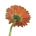 thumbnail image 6 of Member's Mark Gerbera Daisies, choose color and stem count, 6 of 8