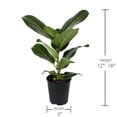 thumbnail image 4 of 5" Ficus Foliage in Grower Pot, 6 Pack, 4 of 5
