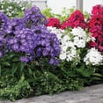 thumbnail image 3 of Member's Mark Garden Phlox Blend Dormant Bulbs, 8pk, 3 of 8