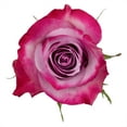 thumbnail image 3 of Member's Mark Ecuadorian Premium Roses, choose color variety and stem count, 3 of 8