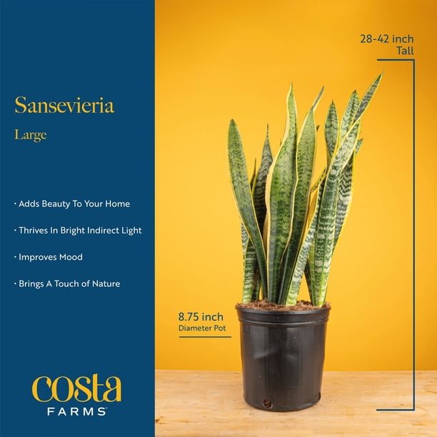 Costa Farms 10