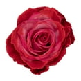 thumbnail image 1 of Member's Mark Farm Fresh Velvet Roses, choose color and stem count, 1 of 6