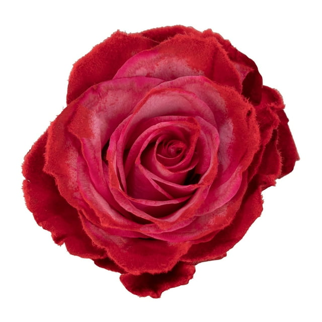 Member's Mark Farm Fresh Velvet Roses, choose color and stem count