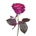 thumbnail image 4 of Member's Mark Farm Fresh Velvet Roses, choose color and stem count, 4 of 9
