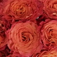 thumbnail image 3 of Member's Mark Garden Roses, 36 stems, Choose color variety, 3 of 6