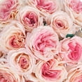 thumbnail image 4 of Member's Mark Garden Roses, 36 stems, Choose color variety, 4 of 6