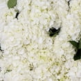 thumbnail image 4 of Member's Mark Hydrangeas, choose color and stem count, 4 of 6