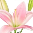 thumbnail image 3 of Member's Mark LA Hybrid Lilies, choose color and stem count, 3 of 8