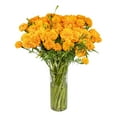 thumbnail image 1 of Member's Mark Orange Marigolds, choose stem count, 1 of 8