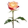 thumbnail image 2 of Member's Mark Ecuadorian Premium Roses, choose color variety and stem count, 2 of 6