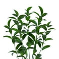thumbnail image 1 of Member's Mark Israeli Ruscus 200 stems, 1 of 6