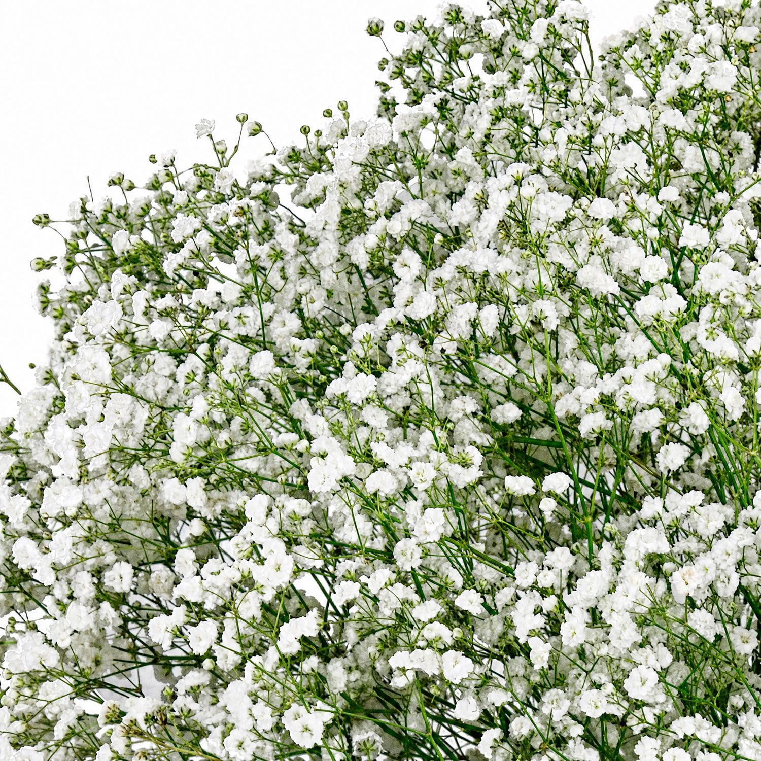 Member's Mark White Gypsophila, choose stem count - Samsclub.com