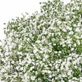thumbnail image 4 of Member's Mark White Gypsophila, choose stem count, 4 of 6