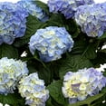 thumbnail image 2 of Live 9" Hydrangea Planter in Decorative Pot, 2 of 6