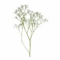 thumbnail image 3 of Member's Mark White Gypsophila, choose stem count, 3 of 6