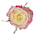 thumbnail image 3 of Member's Mark Ecuadorian Premium Roses, choose color variety and stem count, 3 of 8