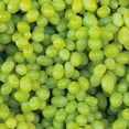 thumbnail image 5 of Member's Mark Grape Himrod White Seedless, 2pk, 5 of 9