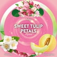 thumbnail image 4 of Air Wick Plug In Scented Oil Air Freshener, Sweet Tulip Petals, 1 warmer + 6 refills, 4 of 11