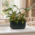 thumbnail image 3 of 10" White Princess Philodendron Duo in Green Ceramic Pot, 3 of 5