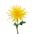 thumbnail image 5 of Member's Mark Mums Medley, 10 stems, color and variety may vary, 5 of 9