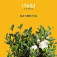 thumbnail image 2 of Costa Farms Live 10" Gardenia Standard, Fragrant Flowers, 2 of 7