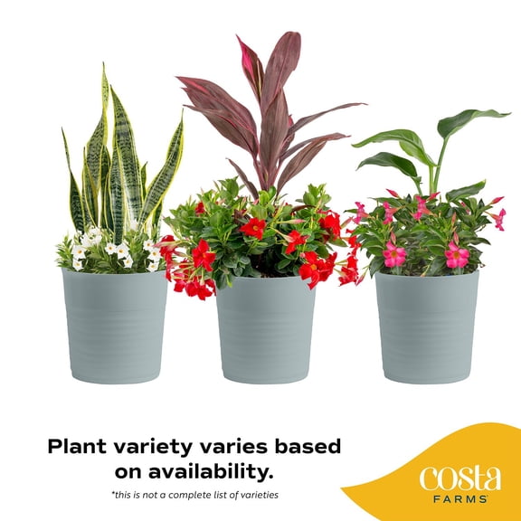 Costa Farms Live 10" Assorted Tropical Flowering Patio Combo