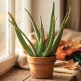 thumbnail image 3 of 6" Aloe and Jade in Clay Pot, 3 of 5