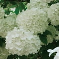 thumbnail image 4 of Member's Mark Viburnum Snowball Bush Dormant Bulbs, 2pk, 4 of 8