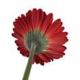 thumbnail image 6 of Member's Mark Gerbera Daisies, choose color and stem count, 6 of 8