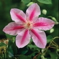 thumbnail image 5 of Member's Mark Clematis Bees Jubilee & Niobe Dormant Bulbs, 3pk, 5 of 10