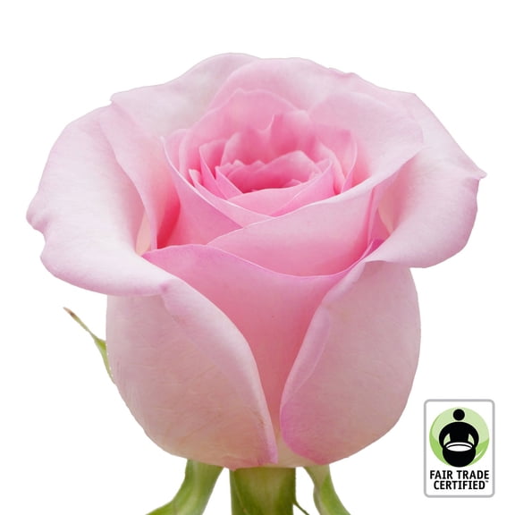 Member's Mark Fair Trade Roses, 75 stems, Choose color variety
