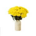 thumbnail image 2 of Member's Mark Football Mums, choose color and stem count, 2 of 6