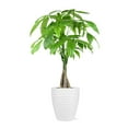 thumbnail image 1 of Live 5" Money Tree in White Ceramic Pot, 1 of 5
