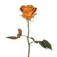 thumbnail image 4 of Member's Mark Farm Fresh Velvet Roses, choose color and stem count, 4 of 9