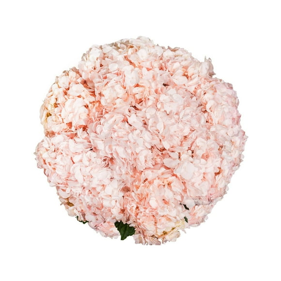 Member's Mark Color Enhanced Hydrangeas, 20 stems, choose color