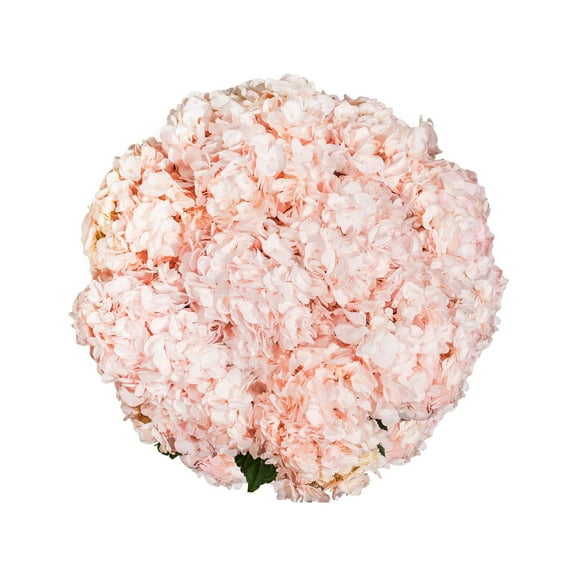 Member's Mark Color Enhanced Hydrangeas, 20 stems, choose color
