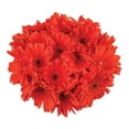 thumbnail image 1 of Member's Mark Gerbera Daisies, choose color and stem count, 1 of 8