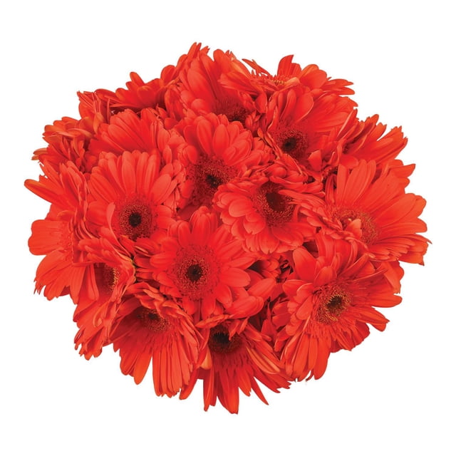 Member's Mark Gerbera Daisies, choose color and stem count