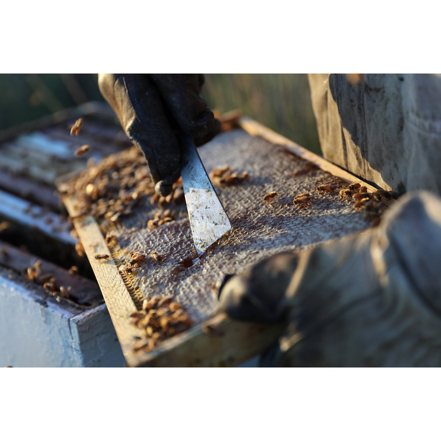 Local Hive Florida Raw and Unfiltered Honey, 40 oz. - Samsclub.com